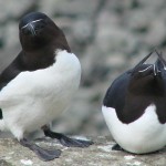 Seabird City