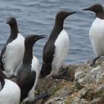 Guillemots on Lunga