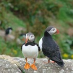 Lunga Puffins