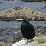 Shag on Lunga