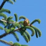 crossbill