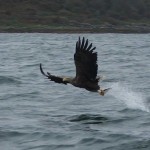 eagle-1