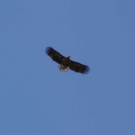 eagle-2
