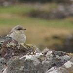 moorland-bird
