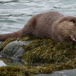 Mull otter