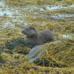 Eurasian Otter