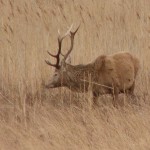 red-deer-1