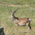 red-deer-2