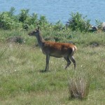 red-deer-3