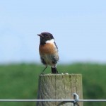 Stonechat