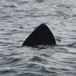Basking Shark