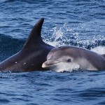 wildlife-dolphin