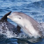 wildlife-dolphin-2