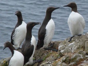 Guillemots on the Isle of Lunga