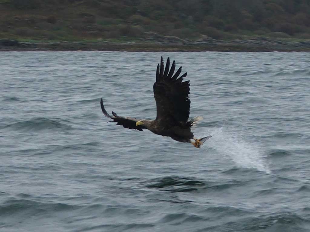 Wildlife Tours - The Isle of Mull