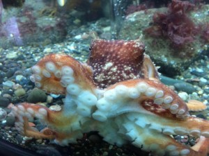 octopus mull aquarium