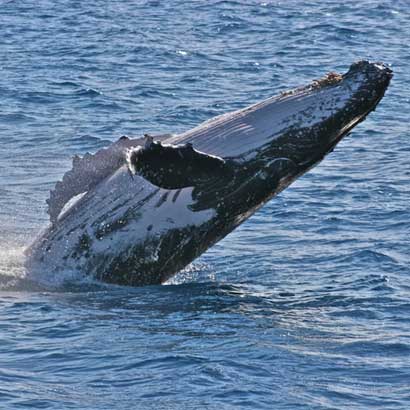 Boat trips and tours to see whales and dolphins